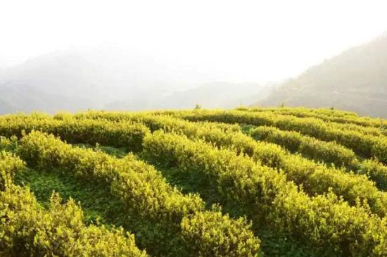 黃金茶的功效及禁忌癥，黃金茶有什么副作用嗎？