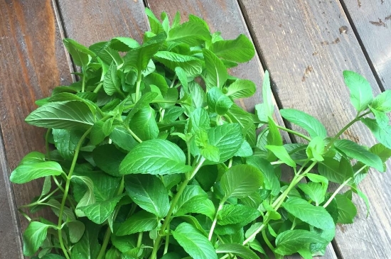 薄荷茶的功效與作用，喝薄荷茶有什么好處？