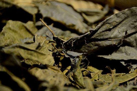 鷓鴣茶什么人不適合喝，鷓鴣茶的禁忌人群