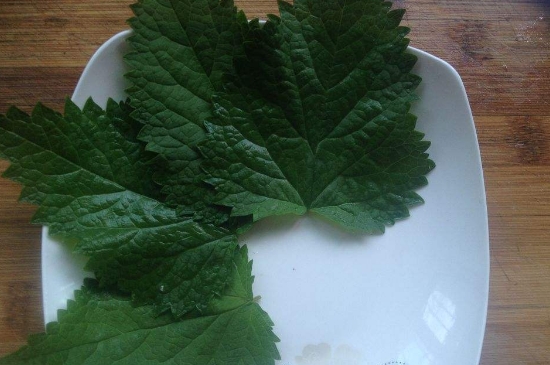 薄荷茶的功效與作用，喝薄荷茶有什么好處？