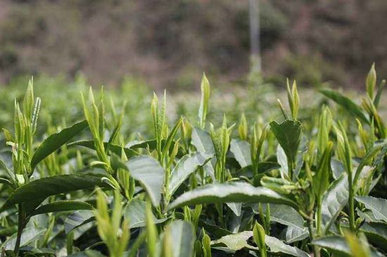 喝黃金茶禁忌，什么人不能喝黃金芽茶？