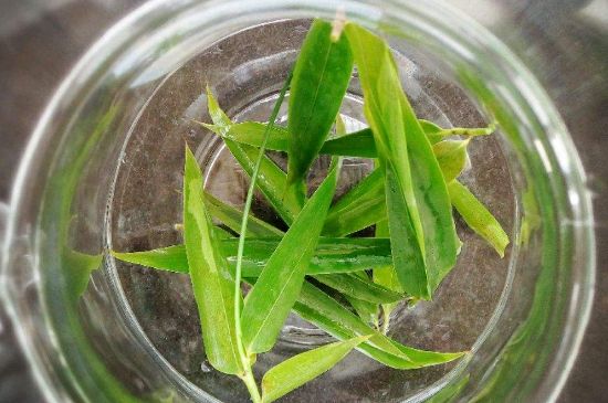 竹葉茶的禁忌，竹葉泡茶的功效禁忌