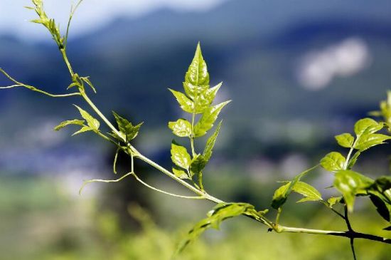 莓茶為什么先苦后甜回甘，莓茶口感怎么樣？