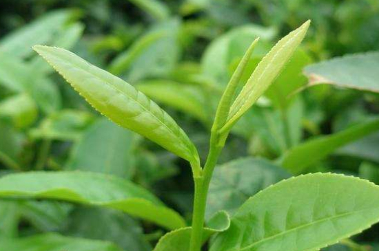 最耐泡的茶葉排名，什么茶葉經(jīng)久耐泡？