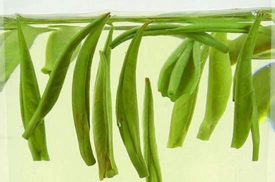 雀舌茶什么人不能喝，雀舌茶的功效與禁忌