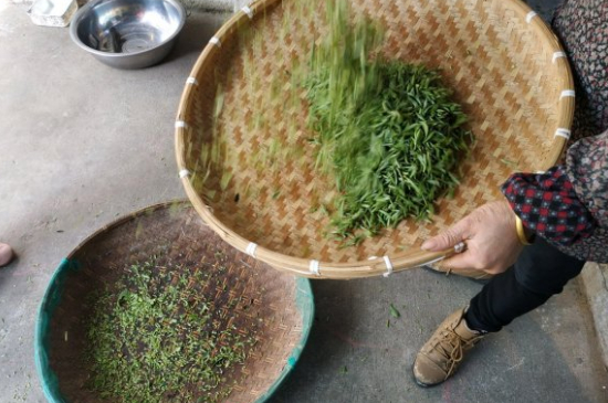 炒青茶為什么便宜，炒青綠茶好喝嗎？