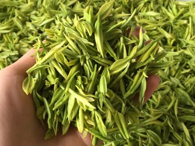 白茶品質(zhì)如何區(qū)分，白茶的優(yōu)劣質(zhì)量辨別方法