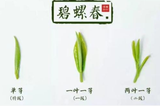 真假碧螺春泡水后區(qū)別，蘇州洞庭碧螺春怎樣鑒別好壞？