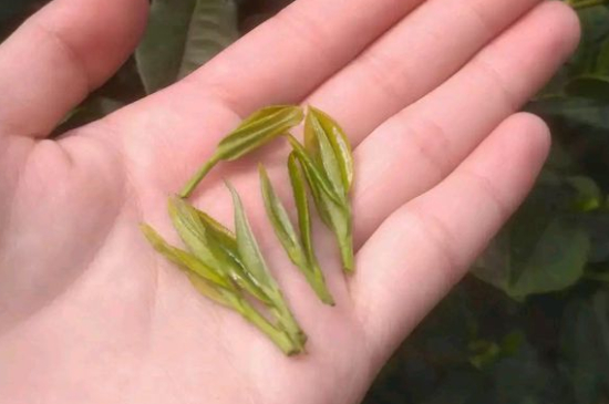 炒青茶為什么便宜，炒青綠茶好喝嗎？