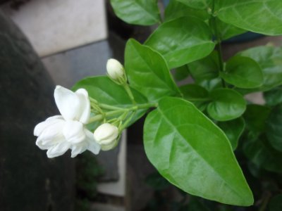 茉莉和什么一起泡最好，茉莉茶有幾種搭配？