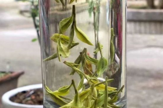 蒸汽煮茶器適合什么茶，蒸汽煮茶器適合用綠茶嗎？