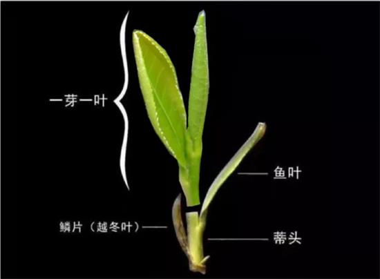 摘茶葉最快的方法，采摘茶葉怎么才能快？