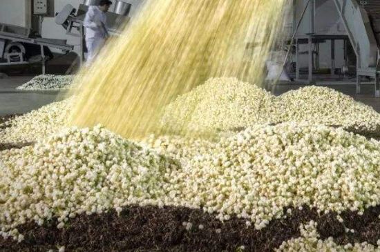 茉莉龍珠怎么做的，茉莉龍珠的制作工藝