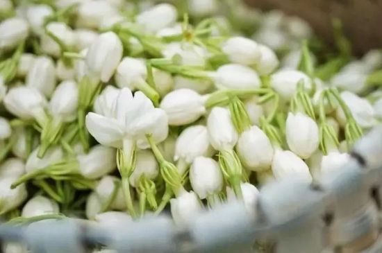 十大排毒養(yǎng)顏花茶，喝什么花茶排毒養(yǎng)顏