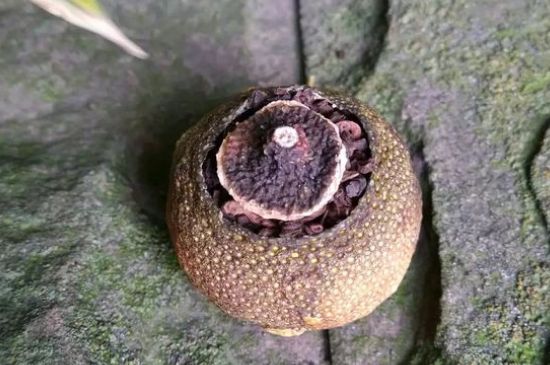 家庭自制柑普茶方法，小青柑制作9個步驟竅門（圖片）