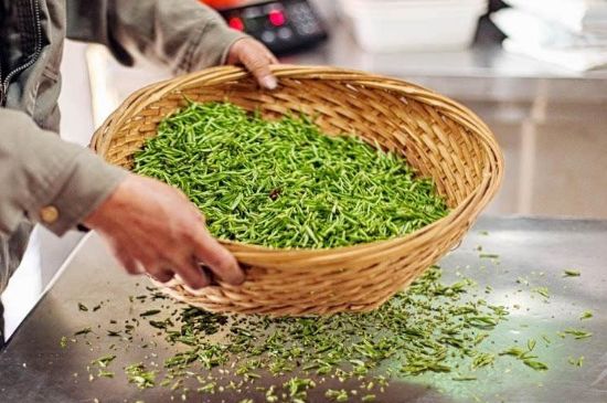 武夷巖茶的初制、精制加工工藝詳細講解