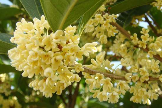 茉莉茶一次泡幾朵，茉莉茶放多少