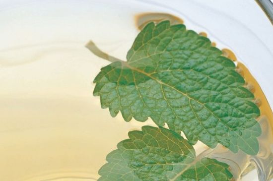 薄荷葉茶怎么制作，薄荷如何做成干茶葉