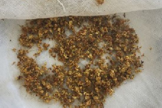 干桂花茶的制作方法，怎樣自制桂花茶？