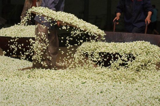 茉莉龍珠怎么做的，茉莉龍珠的制作工藝