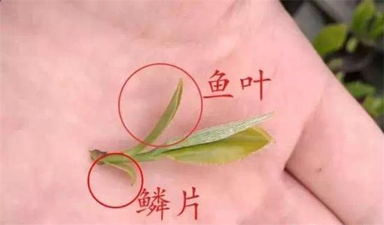 摘茶葉最快的方法，采摘茶葉怎么才能快？