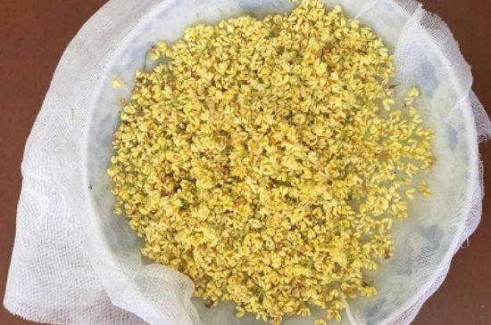 干桂花茶的制作方法，怎樣自制桂花茶？