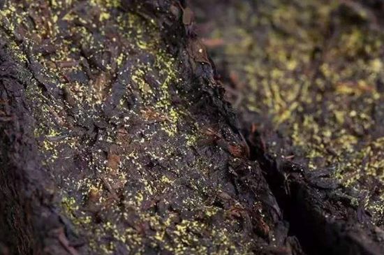 茯磚茶與普洱茶哪個(gè)好，茯茶和普洱茶口味區(qū)別