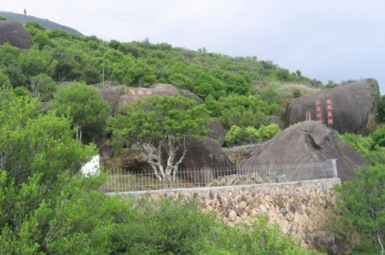 宋種一號價值為什么高，鳳凰單樅宋種1號價格與產量多少？