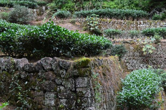 拼配的馬頭巖肉桂，還配叫馬肉嗎？請叫它“馬頭巖大紅袍”