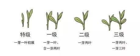 烏牛早和龍井的區(qū)別圖片，龍井43號和烏牛早茶的對比