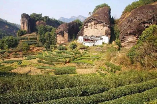 馬頭巖肉桂是大紅袍嗎，大紅袍肉桂屬于什么茶？