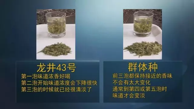龍井群體種和43號的區(qū)別圖片，龍井43和群體種哪個好喝？