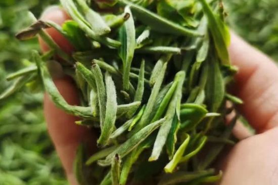 金壇雀舌算不算好茶，金壇雀舌屬于什么檔次茶葉？