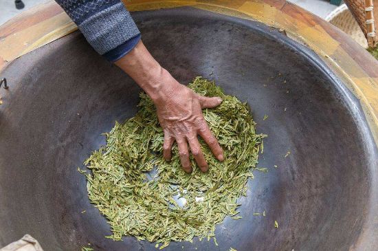 雀舌有一股青草味，雀舌為什么有青草味？