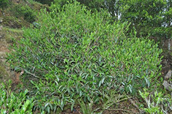 肉桂茶屬于紅茶嗎，牛欄坑肉桂是紅茶還是綠茶？