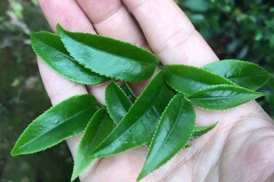 鋸朵仔跟鴨屎香哪個(gè)貴，鋸朵子和鴨屎香哪個(gè)好喝？