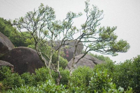 宋種一號價值為什么高，鳳凰單樅宋種1號價格與產量多少？