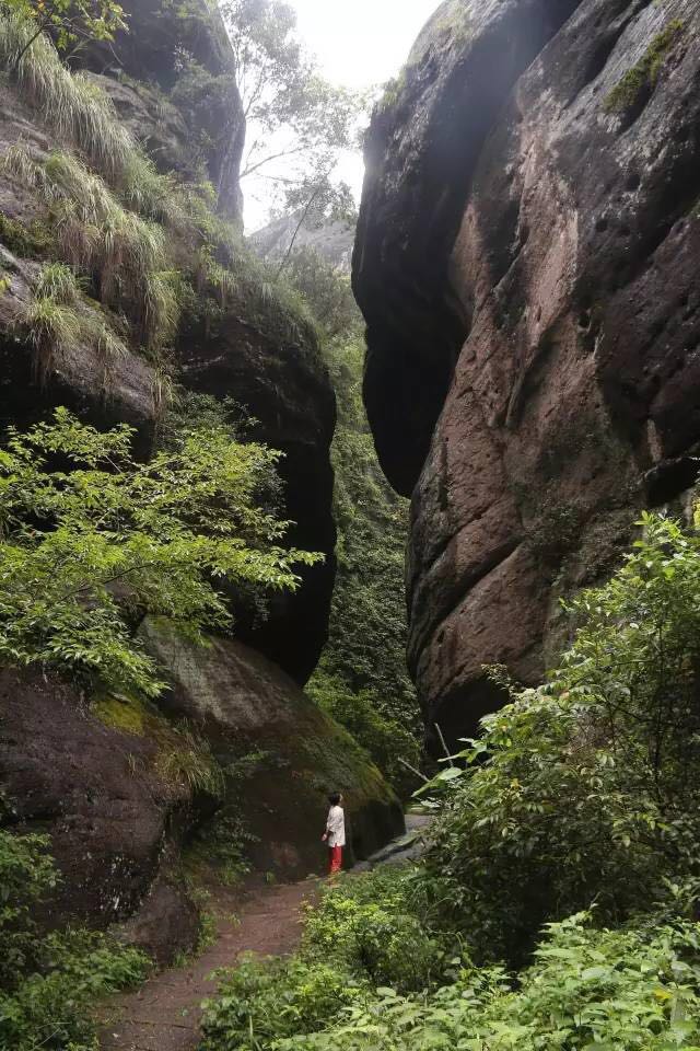 武夷山為什么盛產茶葉，武夷山茶為什么好喝？