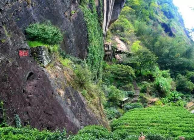 武夷山為什么盛產茶葉，武夷山茶為什么好喝？