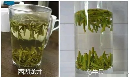 烏牛早和龍井的區(qū)別圖片，龍井43號和烏牛早茶的對比