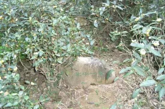 母樹大紅袍給誰喝了，為什么母樹大紅袍叫三棵六株？