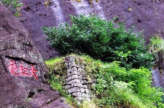 宋種一號價值為什么高，鳳凰單樅宋種1號價格與產量多少？