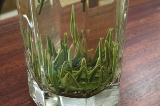 竹葉青和雀舌哪個貴，竹葉青茶貴嗎？