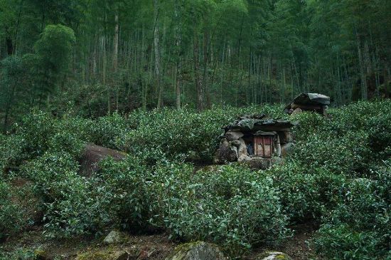 300塊錢(qián)的金駿眉能喝嗎，兩三百多金駿眉和一千多區(qū)別