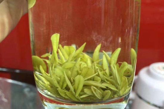 茶中奇葩黃金芽，安吉白茶中黃金芽的特點