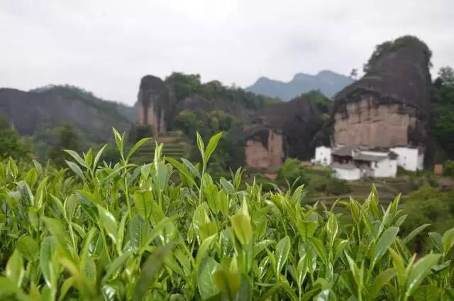 武夷山為什么盛產茶葉，武夷山茶為什么好喝？