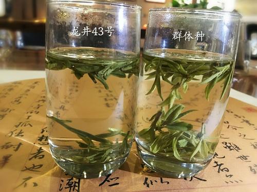 烏牛早和龍井的區(qū)別圖片，龍井43號和烏牛早茶的對比