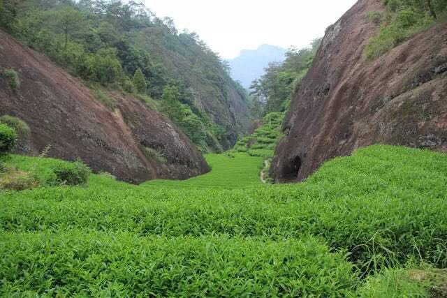 武夷山為什么盛產茶葉，武夷山茶為什么好喝？