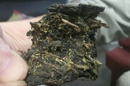 伏茶里的金花是黃曲霉素嗎，金花茯茶里的是什么菌