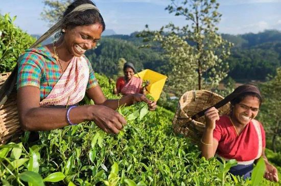中國最好紅茶排名，中國最著名的十大紅茶